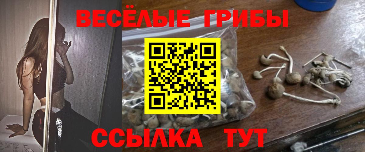 Галлюциногенные грибы прущие грибы  Вход с VPN  Шахты  Галлюциногенные грибы GOLDEN TEACHER 